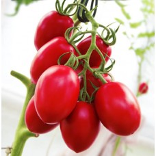 Пьетра Росса F1