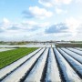 Агроволокно укрывное Agreen 50 г/м² белое 🌱 рулон 1.6×100 м | АгроСадиба