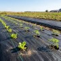Агротканина 100 гр/м2 чорна мульчуюча (1.6х50) Китай 