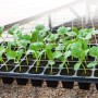 Касета для розсади на 50 отворів (54х28см) Голландський стандарт