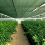 Сітка затіняюча Agreen 80% фасована зелена (Пакет 8х10)
