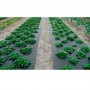 Агроволокно Agreen черное 50 г/м² (1.07 × 100 м) с перфорацией