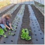 Агроволокно Agreen черное 50 г/м² (1.07 × 100 м) с перфорацией