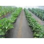 Агроволокно Agreen чорне 100 г/м² (1.6×100 м)