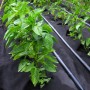 Агроволокно Agreen чорне 50 г/м² (0.64×100 м)