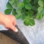 Агроволокно Agreen чорно-біле 50 г/м² (0.8×100 м) 