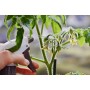 Удобрение Rost® Концентрат 5.10.15 - 1 л | 4 л