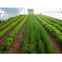 Удобрение Кальций Хелат (SmartGrow Ca Helate) 1 л 