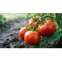 Добриво Томат SmartGrow 1л