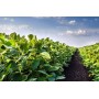 Ад'ювант (прилипач) Стікер (Sticker Smart Grow),1л