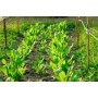 Біостимулятор Біодок (Biodoc SmartGrow) 1л
