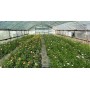 Добриво Альгум Плюс (SmartGrow Alhum Plus)  1л