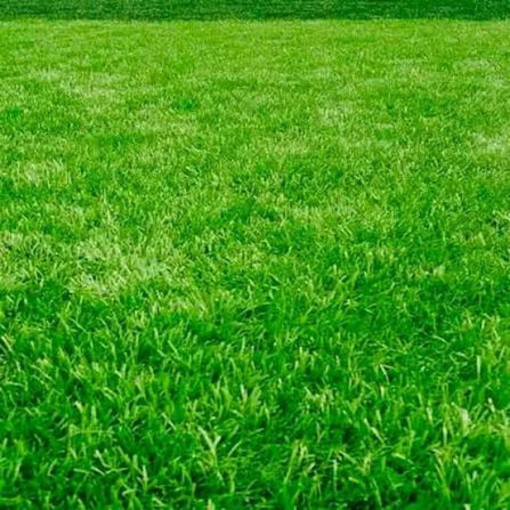Газонна трава EuroGrass  Літній Газон 1 кг