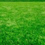 Газонна трава EuroGrass  Літній Газон 1 кг