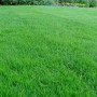 Газонная трава EuroGrass Газон Люкс 1 кг