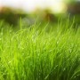 Газонна трава EuroGrass Тіньовий газон 1 кг 