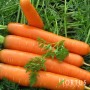 Насіння моркви Берлікум 100 гр | 500 гр | 5 кг