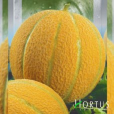 Бест Джамбо