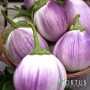 Насіння баклажанів Бьянка Сфумата ді Роса > Bianca Sfumata di Rosa > 500 гр