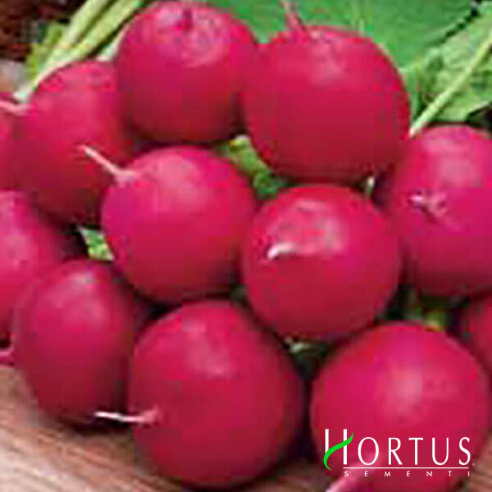 Семена редиса Черри Белле 500 гр | 5 кг