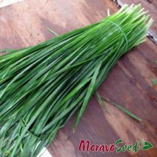 Лук Энтита (на перо) 250 гр