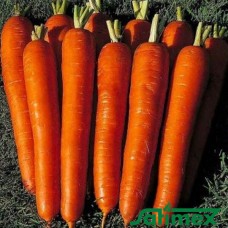 Император (поздняя)