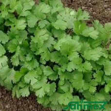 Оломунская