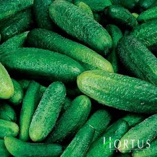 Паризький корнішон