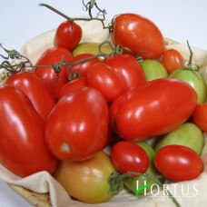 Рома