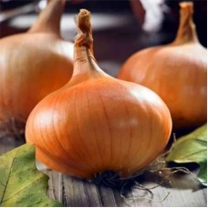 Штутгартер