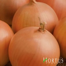 Лук Валенсіана темпрана (жёлтая) 250 гр