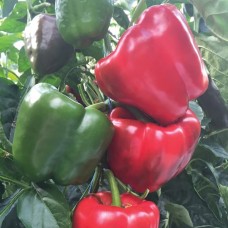 Прокрафт Ф1