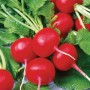 Семена редиса Рондар Ф1 > Rondar F1 > 10 000 семян