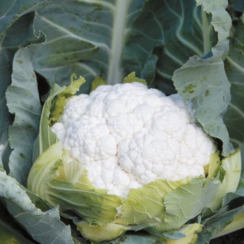 Насіння капусти Солістар Ф1 > Solistar F1 > 2 500 насінин
