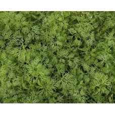 Кріп Тедді EnzaZaden